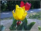foto Tulipani